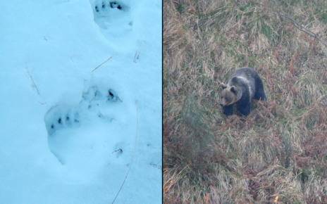 Brown bear footsteps